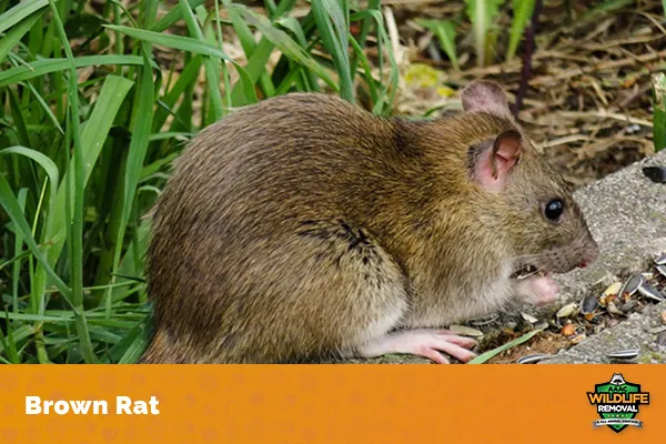 How Big Can Rats Grow?