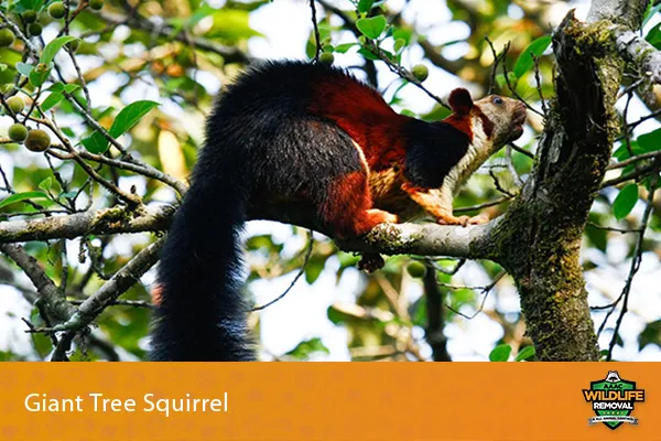 The Biggest Squirrel!