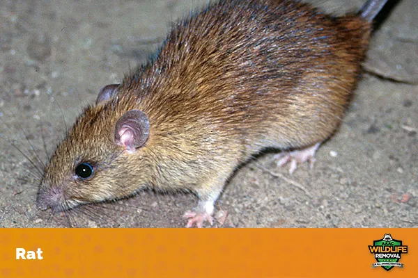 Rat Diseases