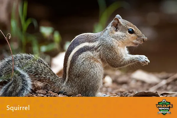 Where Did Squirrels Originate?