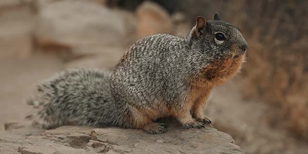 How Big Can Squirrels Get?