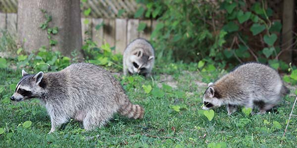 Do Raccoons Travel in Packs?