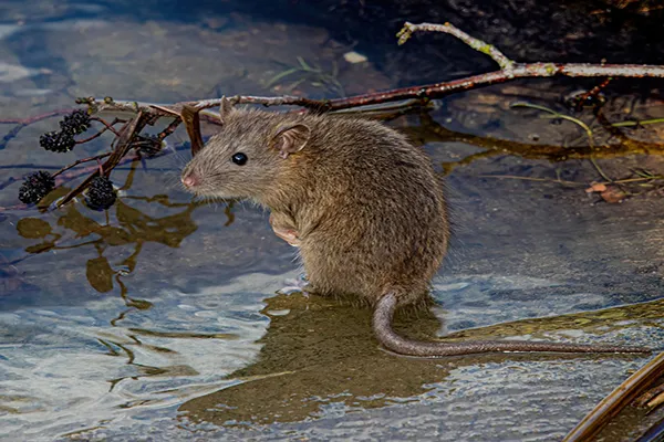 How to Prevent Rats in the Garden