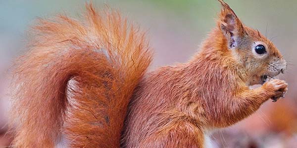 red squirrel eating a nut