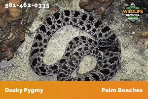 A coiled snake resting on leaf litter.