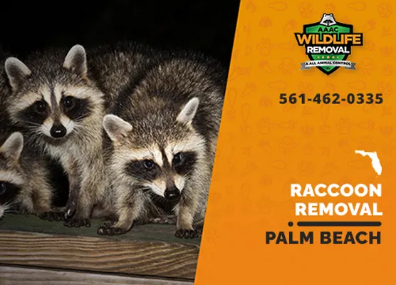 Raccoon Removal Palm Beach