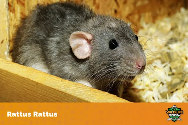 Where Did Rats Originate?