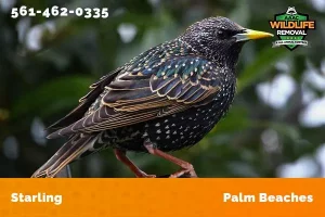 A starling perched on a branch.