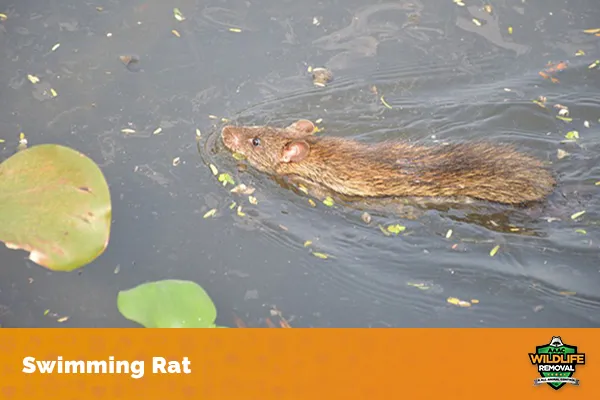 Can Rats Swim Underwater?