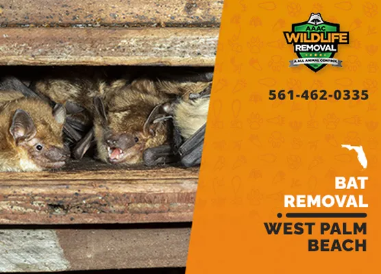 Bat Removal West Palm Beach