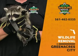 Greenacres City Wildlife Removal professional removing pest animal