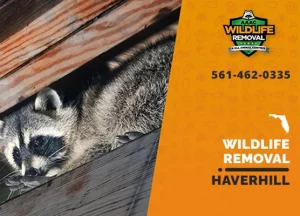 Haverhill Wildlife Removal professional removing pest animal