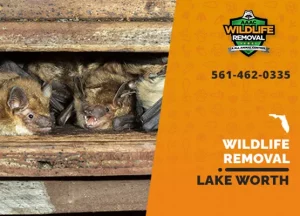 Lake Worth Wildlife Removal professional removing pest animal