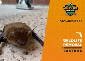 Lantana Wildlife Removal professional removing pest animal