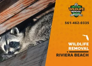 Riviera Beach Wildlife Removal professional removing pest animal