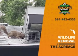 The Acreage Wildlife Removal professional removing pest animal