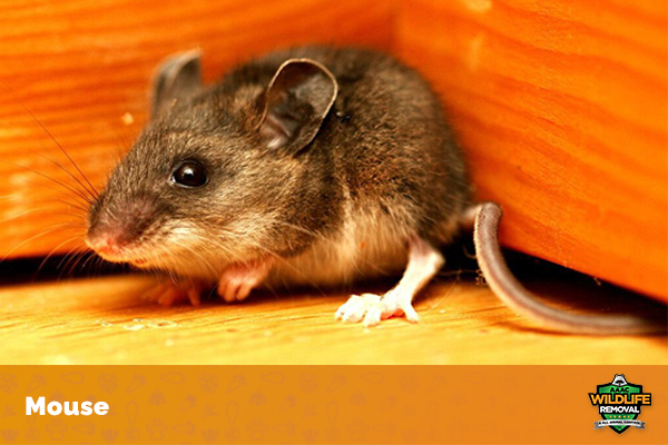 Difference between rats and mice