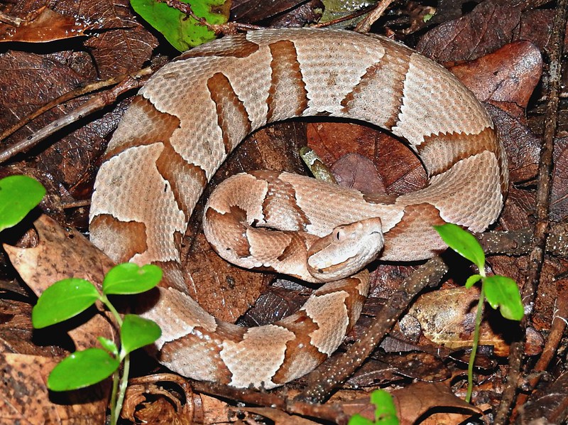 Image of a copperhead