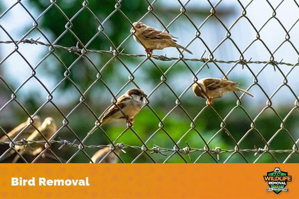 Diseases Humans Can Catch From Bird Droppings