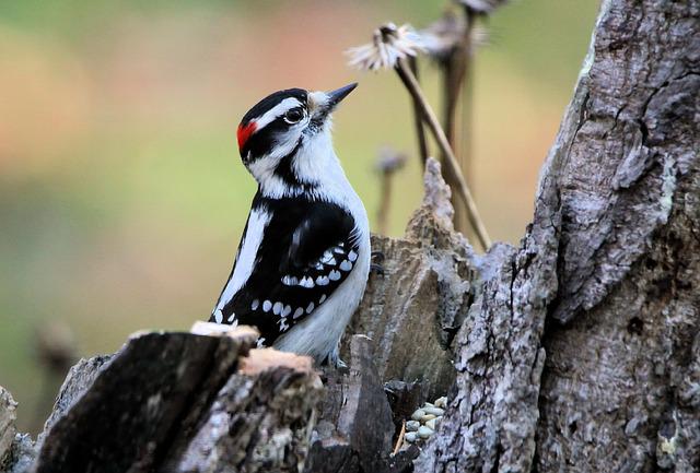 image of a woodpecker