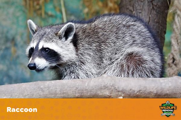 Where Did Raccoons Originate?