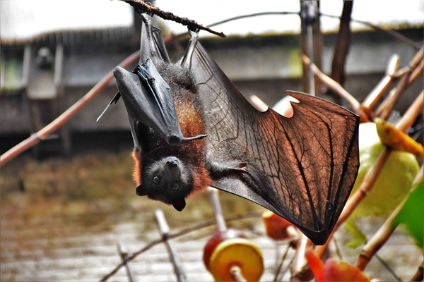 Predators of Bats