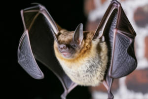 Close-up of a flying bat against dark background