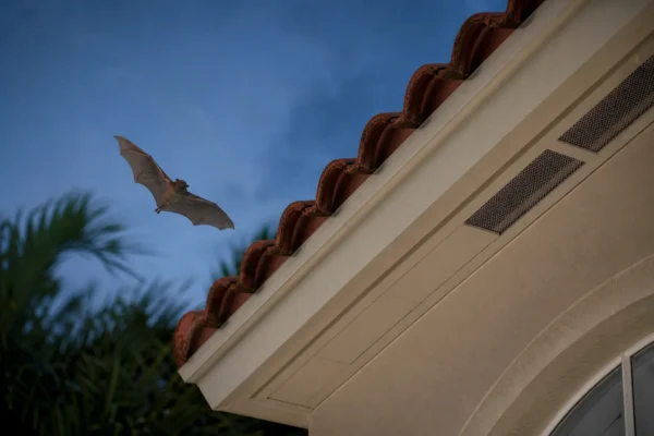 Illustration of a Florida tile roof with screened soffits and a bat flying outside.