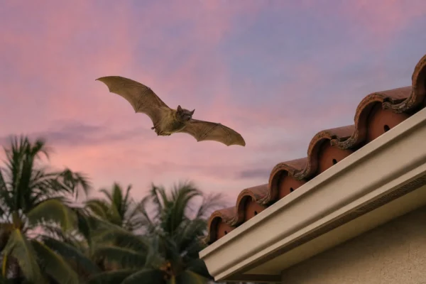 Illustration of a small brown bat flying outside a Florida home at dusk.